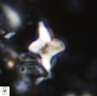 Quadrum blairiae 34092