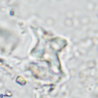 Quadrum blairiae 34093