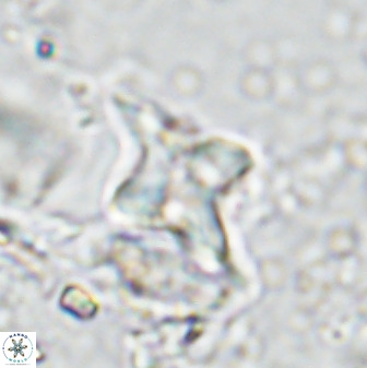 Quadrum blairiae 34093