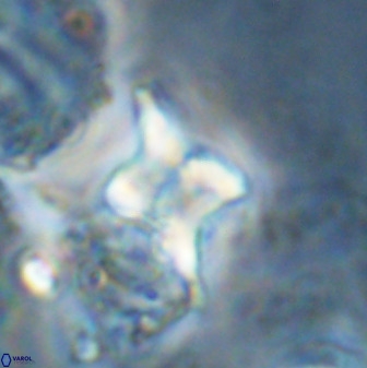 Quadrum blairiae 34100