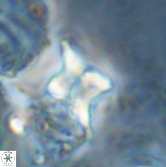Quadrum blairiae 34100