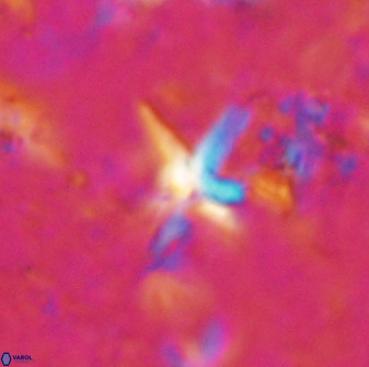 Quadrum blairiae 37655