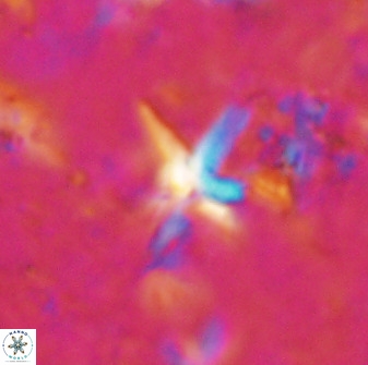 Quadrum blairiae 37655