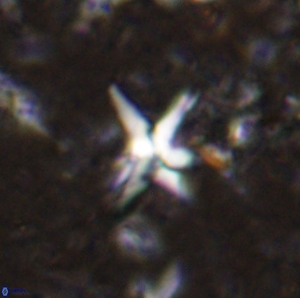 Quadrum blairiae 37656