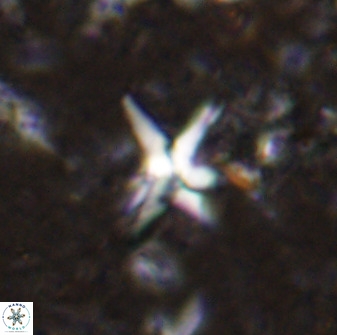 Quadrum blairiae 37656