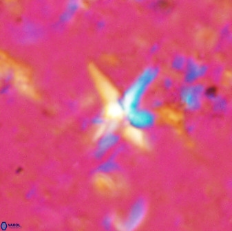 Quadrum blairiae 37657