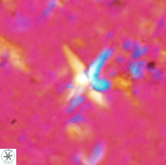 Quadrum blairiae 37657