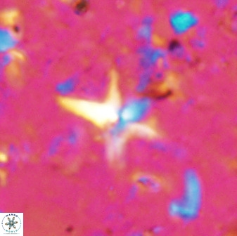 Quadrum blairiae 37658