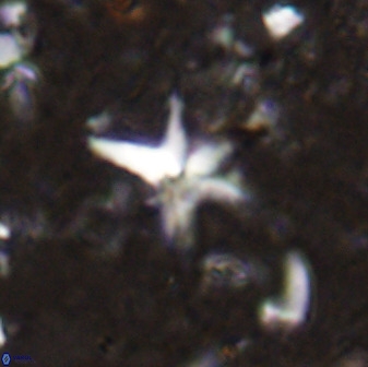 Quadrum blairiae 37659