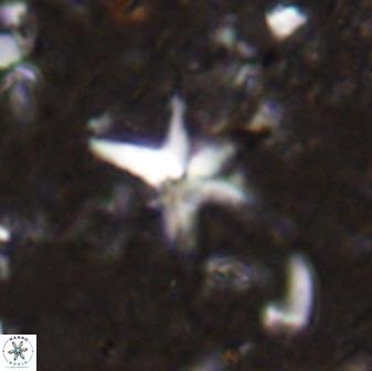 Quadrum blairiae 37659