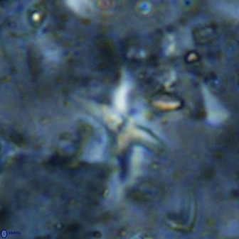 Quadrum blairiae 37664