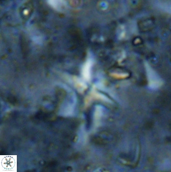 Quadrum blairiae 37664