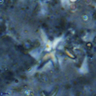 Quadrum blairiae 37665
