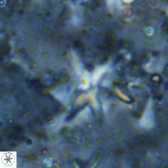 Quadrum blairiae 37665