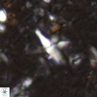 Quadrum blairiae 37660