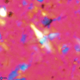 Quadrum blairiae 37661