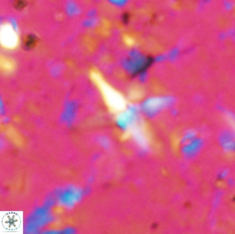 Quadrum blairiae 37661