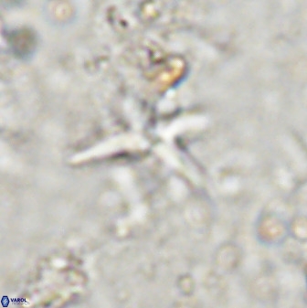 Quadrum blairiae 37662