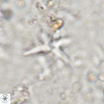 Quadrum blairiae 37662