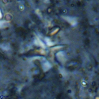 Quadrum blairiae 37663