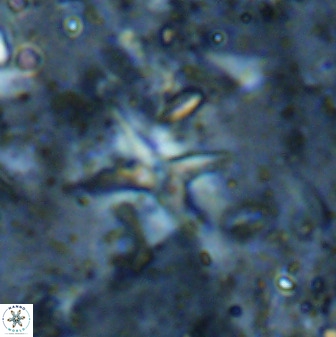Quadrum blairiae 37663