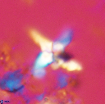 Quadrum blairiae 38104