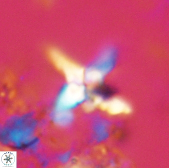 Quadrum blairiae 38104