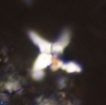 Quadrum blairiae 38105