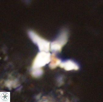 Quadrum blairiae 38105