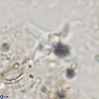Quadrum blairiae 38106