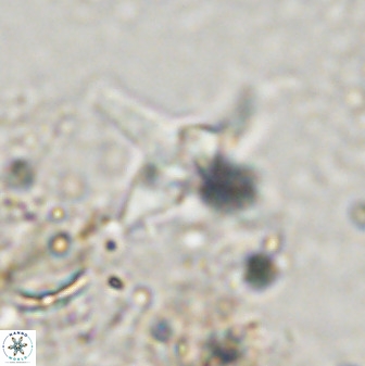 Quadrum blairiae 38106