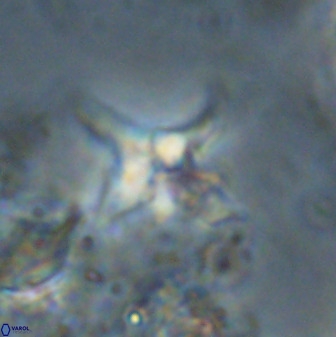 Quadrum blairiae 38107