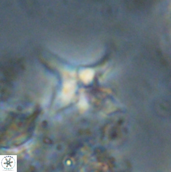 Quadrum blairiae 38107