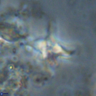 Quadrum blairiae 38108