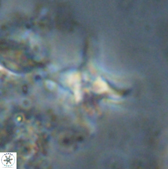 Quadrum blairiae 38108
