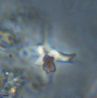 Quadrum blairiae 38109