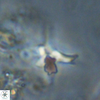 Quadrum blairiae 38109