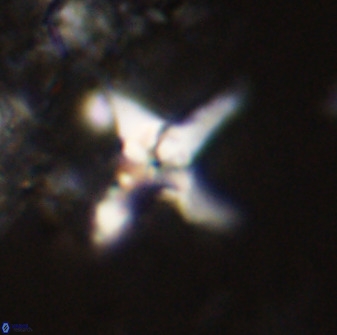 Quadrum blairiae 38100