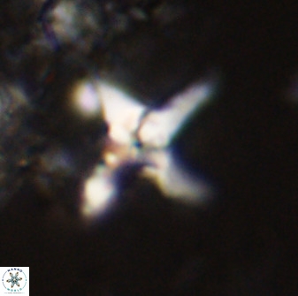 Quadrum blairiae 38100
