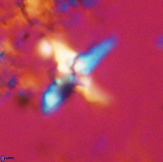 Quadrum blairiae 38101