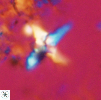 Quadrum blairiae 38101