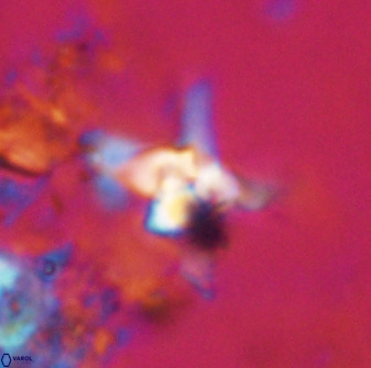 Quadrum blairiae 38102