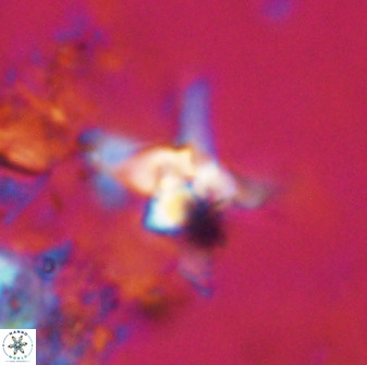 Quadrum blairiae 38102