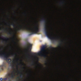 Quadrum blairiae 38103