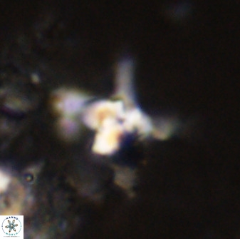 Quadrum blairiae 38103
