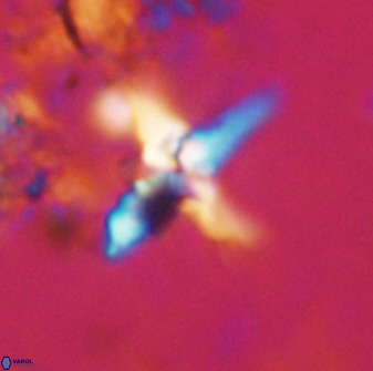 Quadrum blairiae 38114