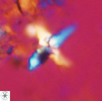 Quadrum blairiae 38114