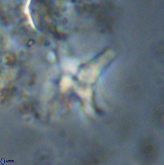 Quadrum blairiae 38110