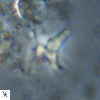 Quadrum blairiae 38110
