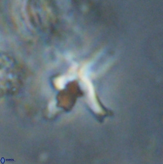 Quadrum blairiae 38111